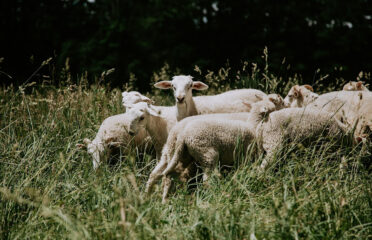 Vernon Family Farm