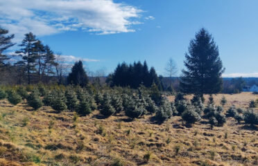 Wreaths of Maine