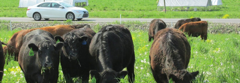 Peaceful Valley Farm Grassfed Meats