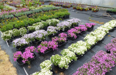 Wholesale Plant Nursery Open To Public