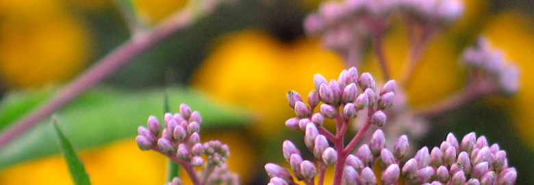 Caliper Farms Nursery & Landscape