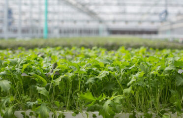 BrightFarms NEH Greenhouse (lēf Farms)